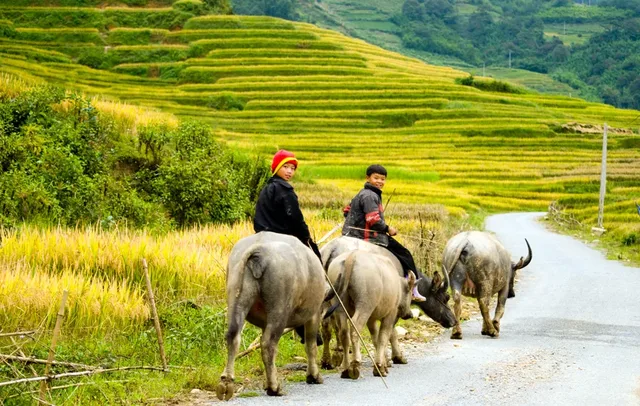 Hanoi 4x4 To Mu Cang Chai Terraces Fields - 2 Days 2
